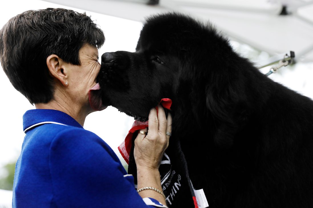 The Newfoundland, who is a dark brown or black, gives his handler a kiss.